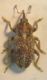 Tychius grenieri F 004 A.jpg