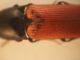 ampedus sp 008.JPG