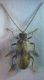 Ptinus italicus M 001 A.jpg