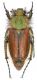 Pygopleurus-Panagia-2.jpg