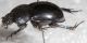 Scarab A3.JPG