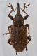 1 tournotaris bimaculata curculionidae  palude dei mareschi .jpg