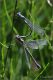 Lestes-20170813-004-JMWf.jpg