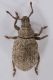 1 romualdius angustisetulus curculionidae pietra piana .jpg