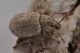 2 romualdius angustisetulus curculionidae pietra piana .JPG