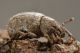 3 romualdius angustisetulus curculionidae pietra piana .jpg