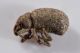 4 romualdius angustisetulus curculionidae pietra piana .JPG