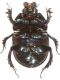 Scarab B5.JPG