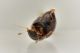 5 clambus punctulum clambidae casellette .jpg