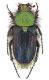 Pygopleurus psilotrchius.jpg