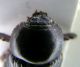 dynatinae1.jpg
