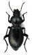 Comb2629_26zL6cr.jpg