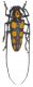 Batocera saundersi 1.jpg