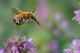 DSC_0410-4.jpg
