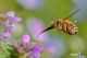 DSC_0485-5.jpg