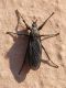 Bibio marci SME Nord 16 IV 2019 469.JPG