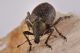 4 liphloeus lentus curculionidae palude dei mareschi .JPG