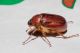 Holochelus fraxinicola.jpg