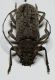 Cerambycidae_1.jpg