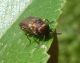 Agrilus 3 (27-4-19 Juslibol).jpg