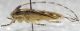 Agapanthia asphodeli 2.JPG