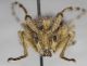 Agapanthia asphodeli 1.JPG