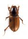 Comb2641_52zL6cr.jpg