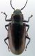 prioninae 1.jpg