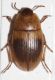 Phaleria bimaculata1.JPG