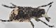 2 tropideres albirostris anthribidae palude dei mareschi .jpg