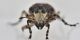 4 tropideres albirostris anthribidae palude dei mareschi .jpg
