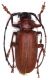 Dorysthenes granulosus 1.jpg