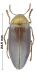 Buprestidae 1.jpg