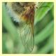 bombylius sp....jpg