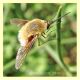 bombylius sp...JPG