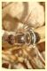 bombylidae.JPG