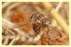 bombylidae (1).JPG