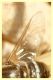 bombylidae (2).JPG