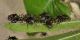 5 paleomastigus sp. staphylinidae schydmaeninae baronessa .jpg