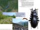 Carabus (Eupachys) glyptopterus Fischer, 1827.jpg