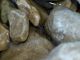 Ragno_su_acqua_2_Cineto_24-VI-2010.jpg