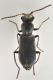 1 malachiidae villa gabriella .JPG