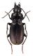 Comb2696-29zL6cr.jpg