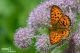 DSC_7855-1.jpg