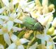 Hoplia minuta.jpg