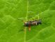 macrophia rufipes.JPG