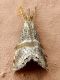Euchromius superbellus (Zeller, 1849) SME Nord 28 V 2019 816.JPG