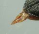 DSC00585.JPG