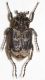 Valgus hemipterus1.JPG