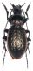 Eucarabus italicus 1.jpg